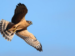 Montagu's harrier in the Netherlands.