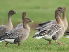 Pink-footed geese in Holland.