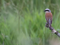 Red-backed shrike in the Netherlands.