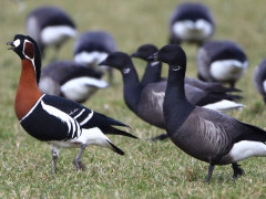 Red-breasted and brent geese in Holland.