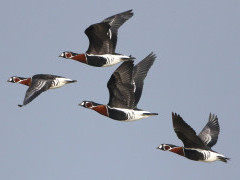 Red-breasted geese in Holland.