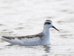 Red-necked pharalope in the Netherlands.