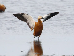 Ruddy shelduck in the Netherlands.