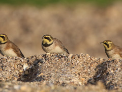 Shorelark in Holland.
