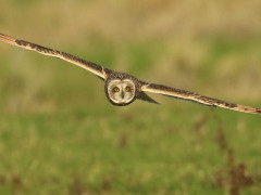 Short-eared owl in Holland.