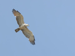 Short-toed eagle in the Netherlands.