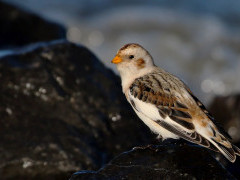 Snow bunting in Holland.