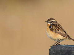Whinchat in the Netherlands.