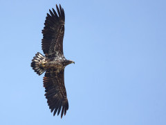 White-tailed eagle in Holland.