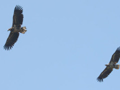 White-tailed eagle in the Netherlands.