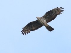 Honey buzzard in the Netherlands