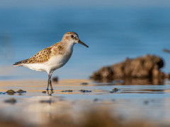 Little stint in the Netherlands.