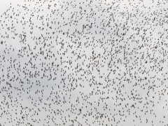 Mixed wader flock in Westhoek, the Netherlands.