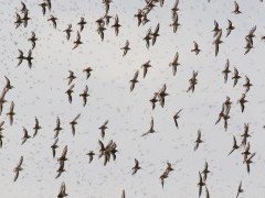 Mixed wader flock in Westhoek, the Netherlands.