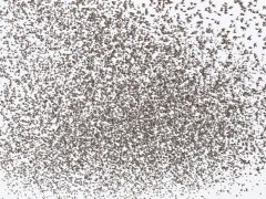 Mixed wader flock in Westhoek, the Netherlands.