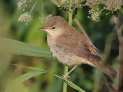Reed warbler in the Netherlands