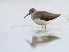 Green sandpiper in Friesland, Netherlands.