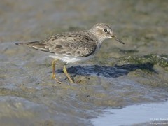 Temminck's stint in Friesland, Netherlands.