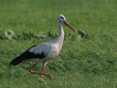 White stork in the Netherlands.