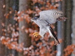 Northern goshawk in Poland