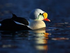 King eider in Norway
