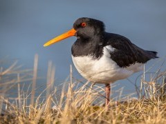 Oystercatcher
