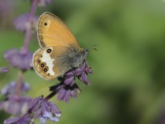 Pearl heath butterfly
