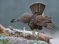 Buzzard in Bialowieza Forest, Poland.
