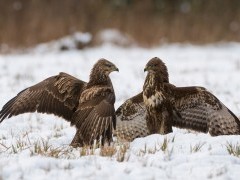 Common buzzards in Bialowieza Forest, Poland.