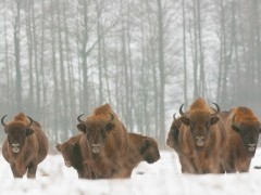 European bison in Bialowieza Forest, Poland.