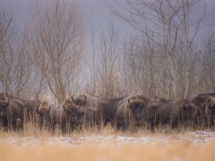 European bison in Bialowieza Forest, Poland.