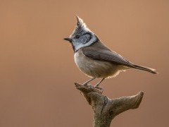 European crested tit in Bialowieza Forest, Poland.