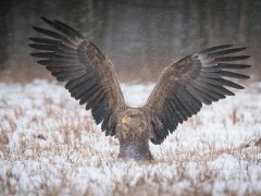 Golden eagle in Bialowieza Forest, Poland.