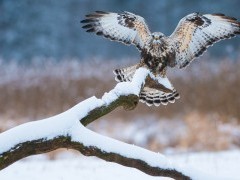 Juvenile northern goshawk in Bialowieza Forest, Poland.