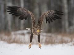 Juvenile white-tailed eagle in Bialowieza Forest, Poland.