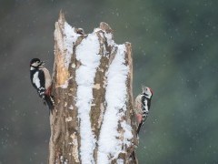 Middle spotted woodpecker in Bialowieza Forest, Poland.