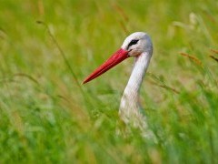 White stork in Biebrza Marshes, Poland.