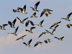 Northern lapwings