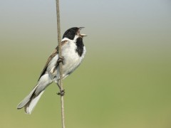 Reed bunting