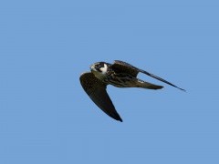 Eurasian hobby