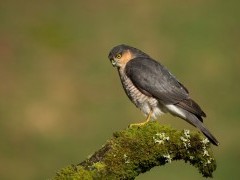 Sparrowhawk