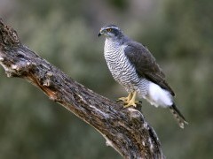 Northern goshawk