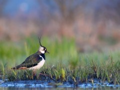 Northern lapwing