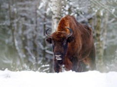 Bison in Poland