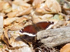 Camberwell beauty in Poland.