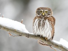 Eurasian pygmy owl in Poland