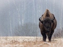 European bison in Poland.