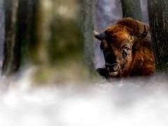European bison in Bialowieza Forest, Poland.