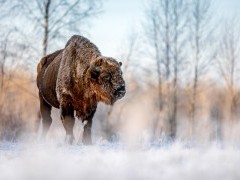 European bison in Bialowieza Forest, Poland.