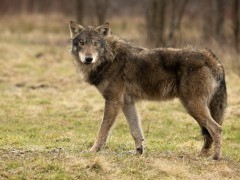 European wolf in Poland.